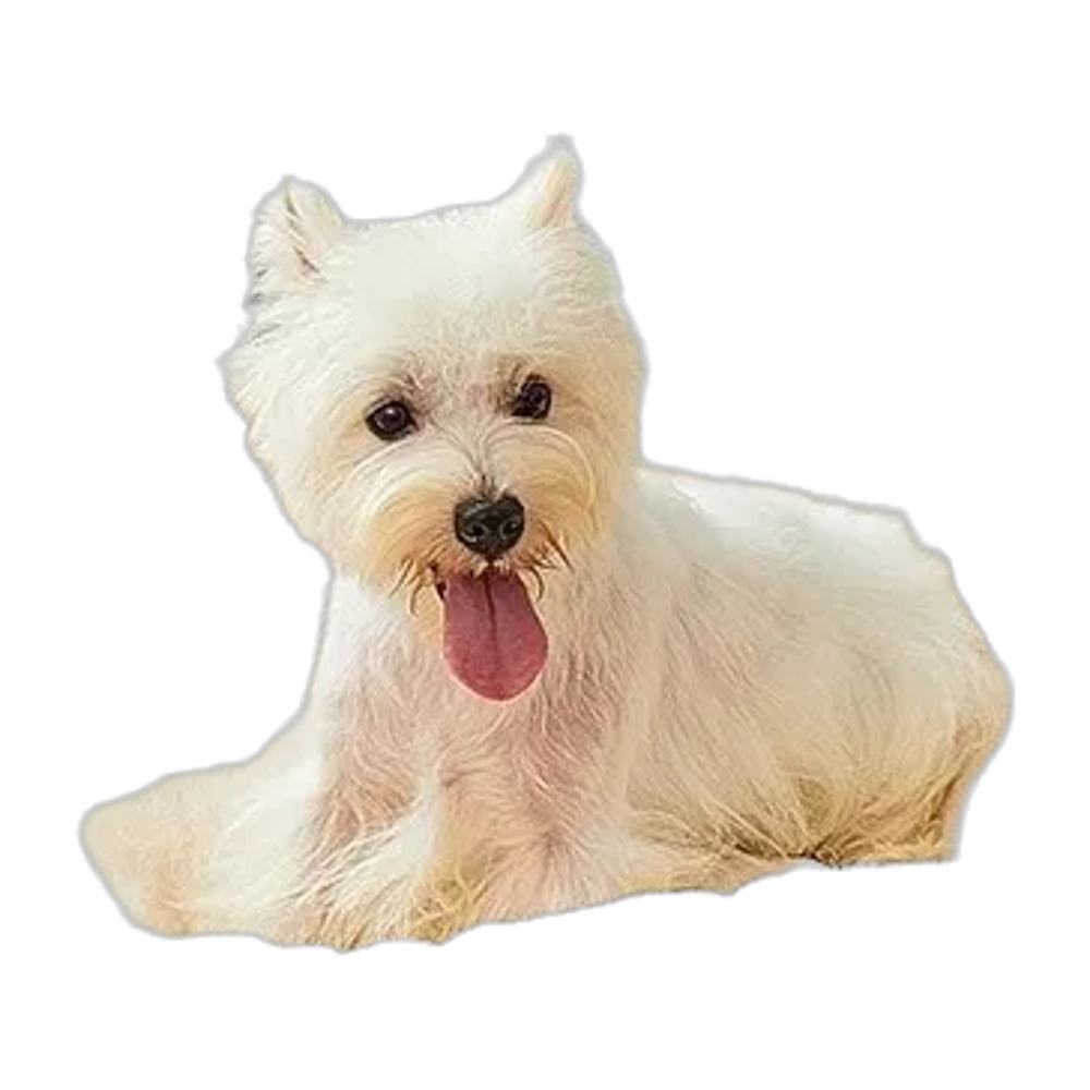 Nid chaud en peluche pour chat et chien