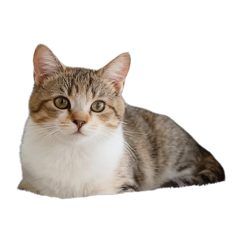 Lit de bureau pliable pour chat