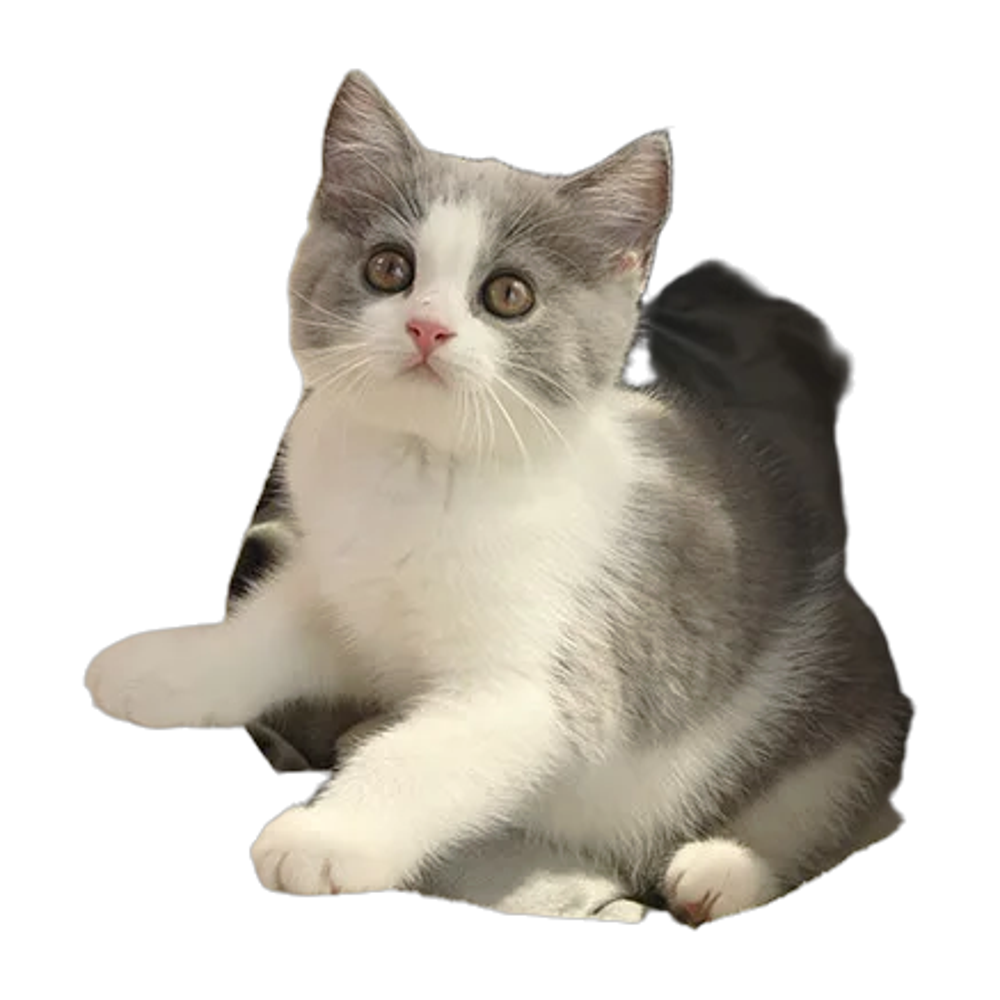 Lit chat coton oreilles pliable lavable