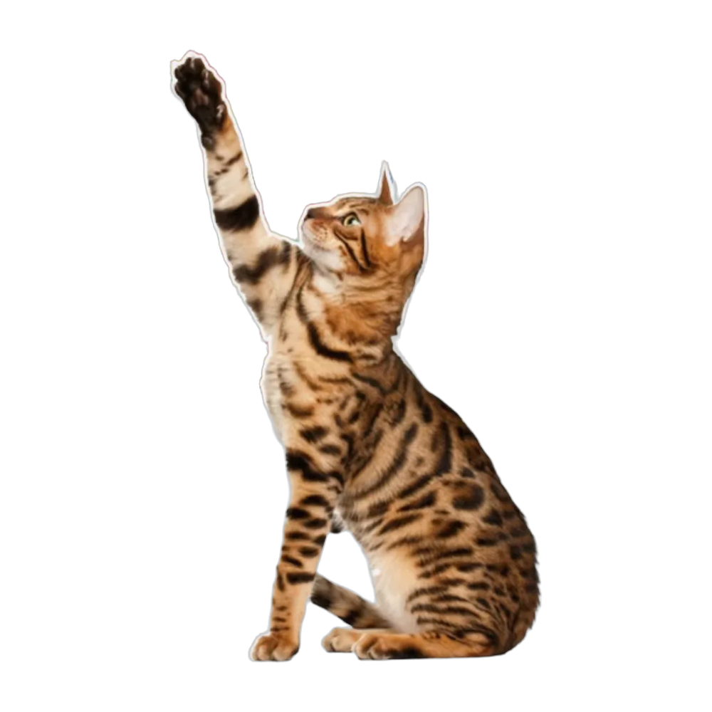 Balles arc-en-ciel pour chat lot de 10/20/30