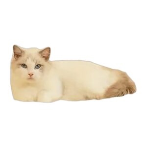 Lit ovale douillet pour chat
